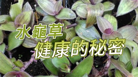 水龜草禁忌|蕭文雄／水龜草可以治腎病嗎？有副作用嗎？